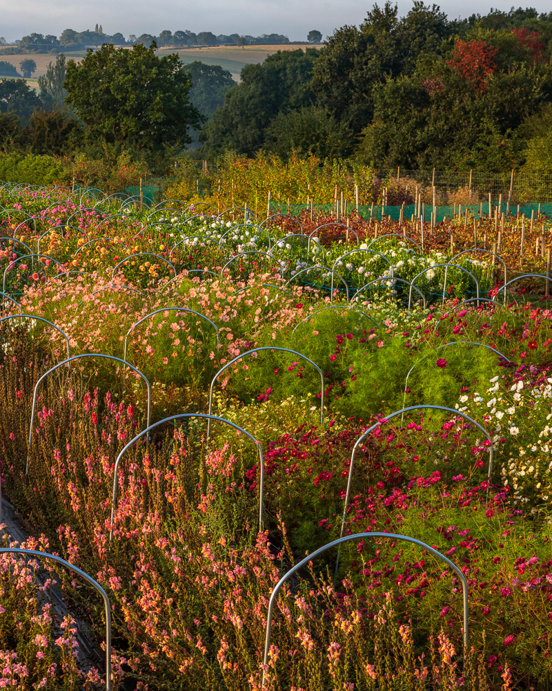 Farmer-Florist Workshop: Establishing A Cut Flower Patch - Image 5