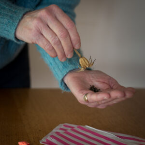 Grower's Workshop: Seed Collection and Late Summer Sowing