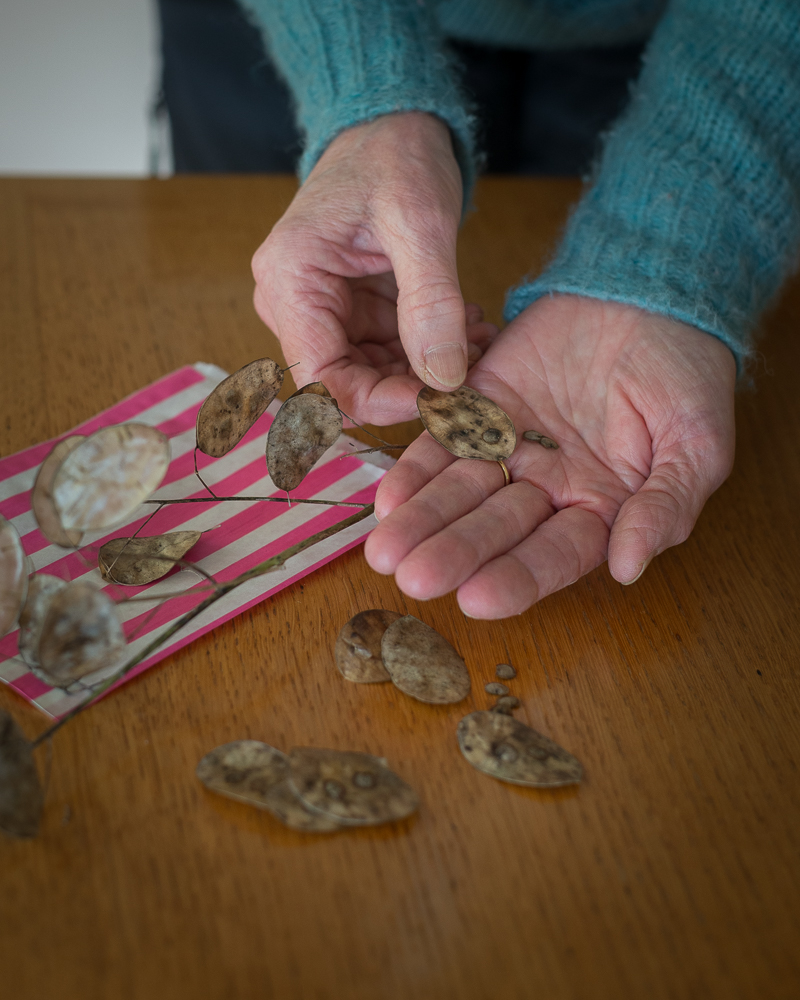Grower's Workshop: Seed Collection and Late Summer Sowing - Image 2