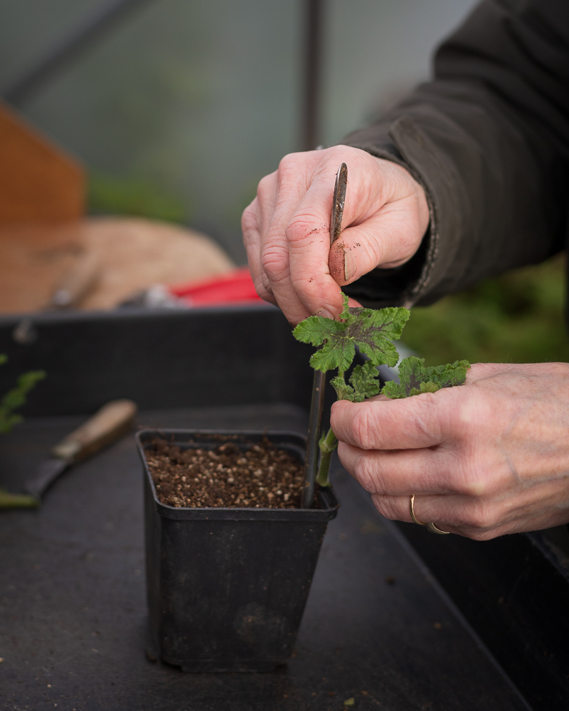 Grower's Workshop: Summer Cuttings - Image 2