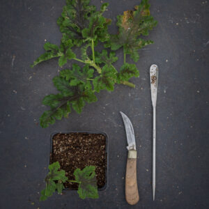 Grower's Workshop: Summer Cuttings