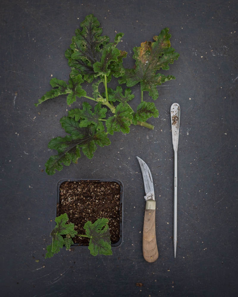 Grower's Workshop: Summer Cuttings