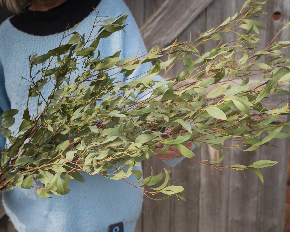 Eucalyptus - Image 2