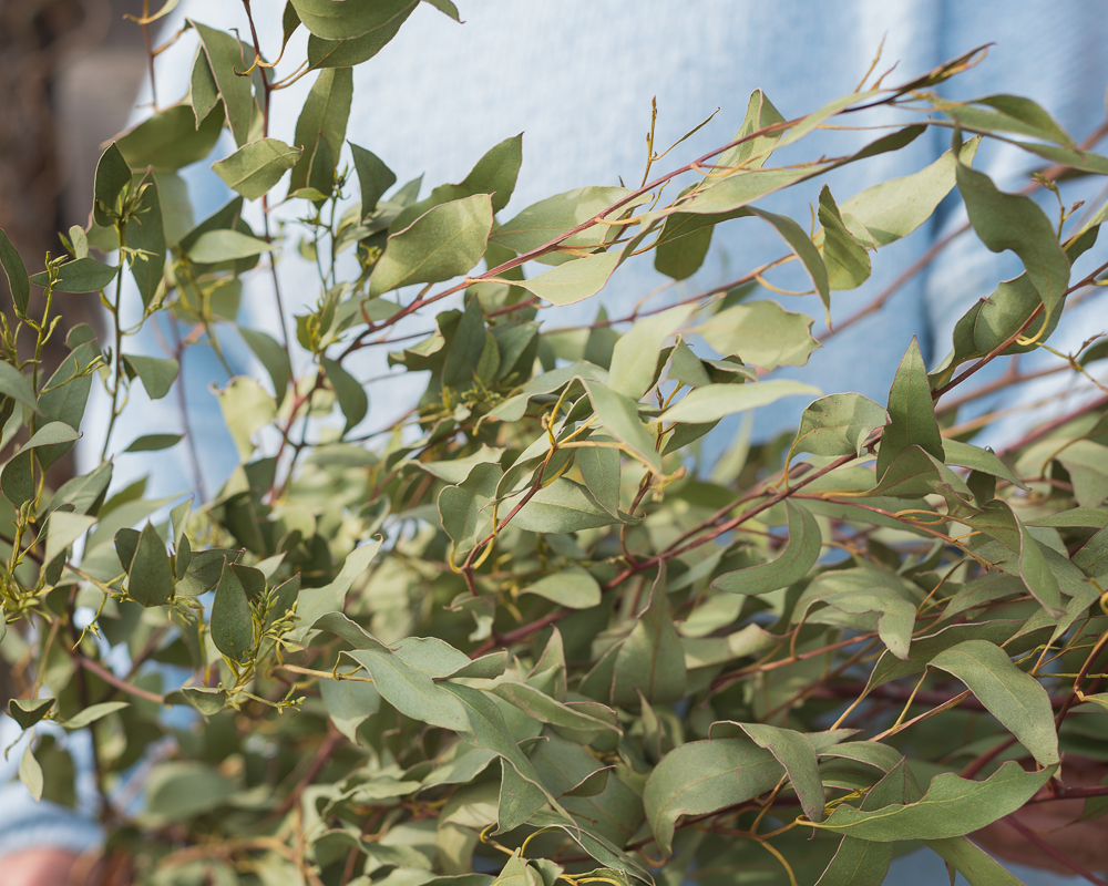 Eucalyptus - Image 3