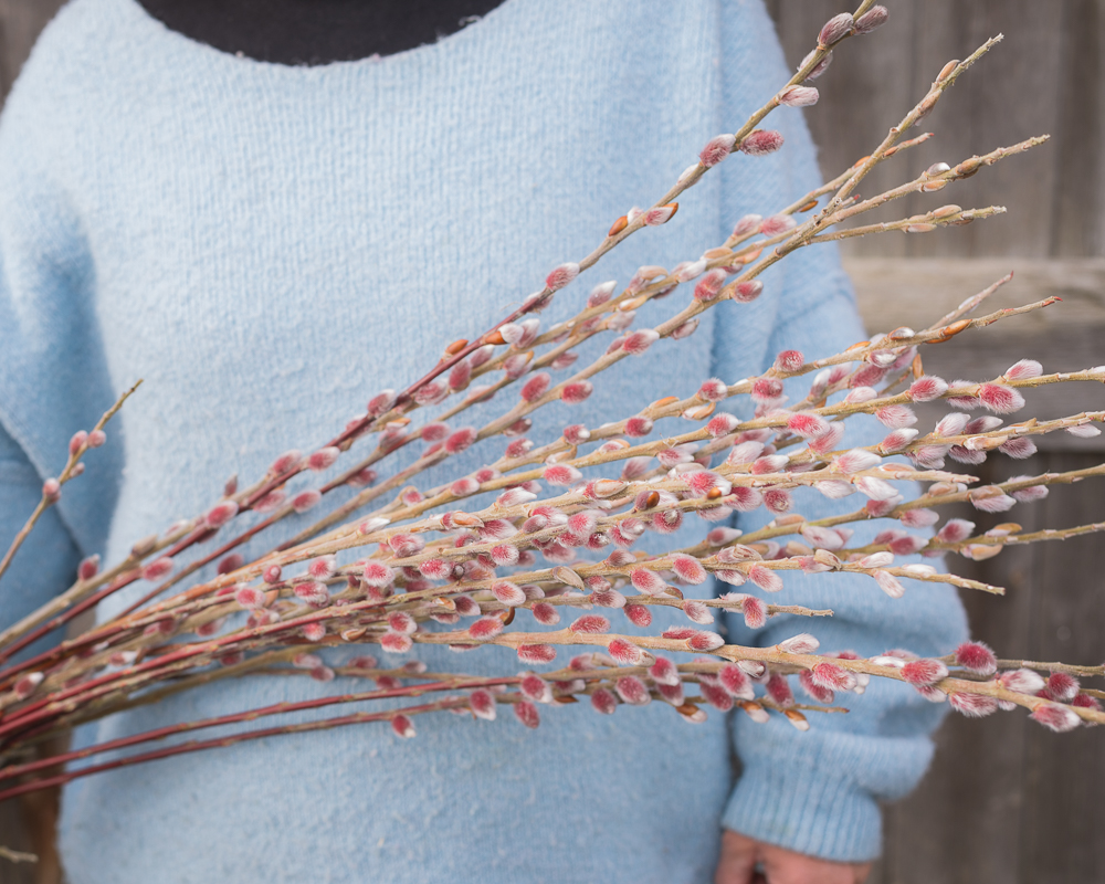 Pink Pussy Willow - Image 2