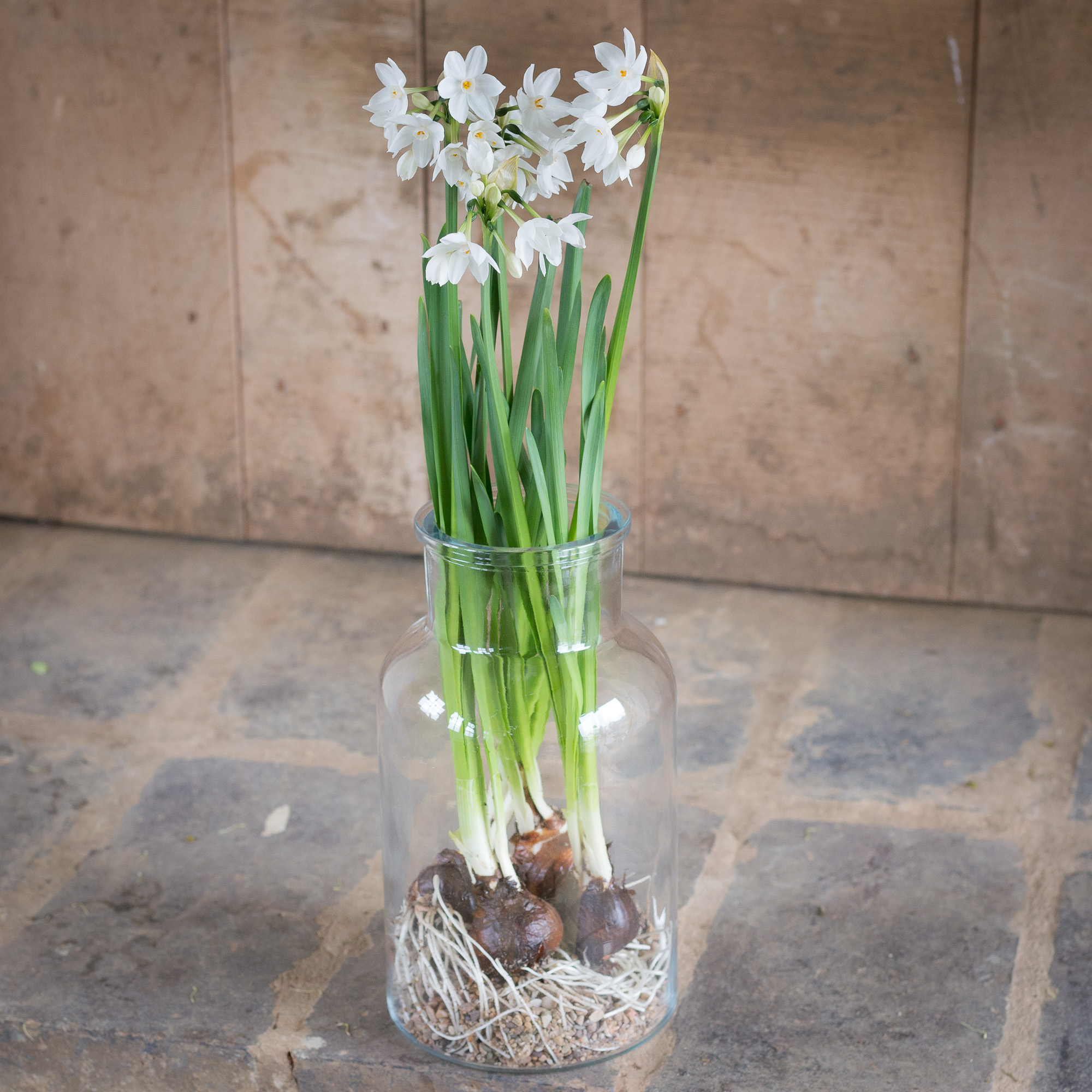 Paperwhite Narcissi Vase