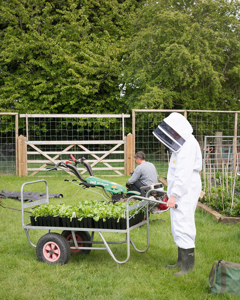 Farmer-Florist Workshop: Establishing A Cut Flower Patch - Image 2