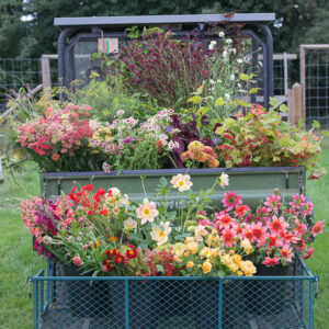 Farmer-Florist Workshop: Establishing A Cut Flower Patch