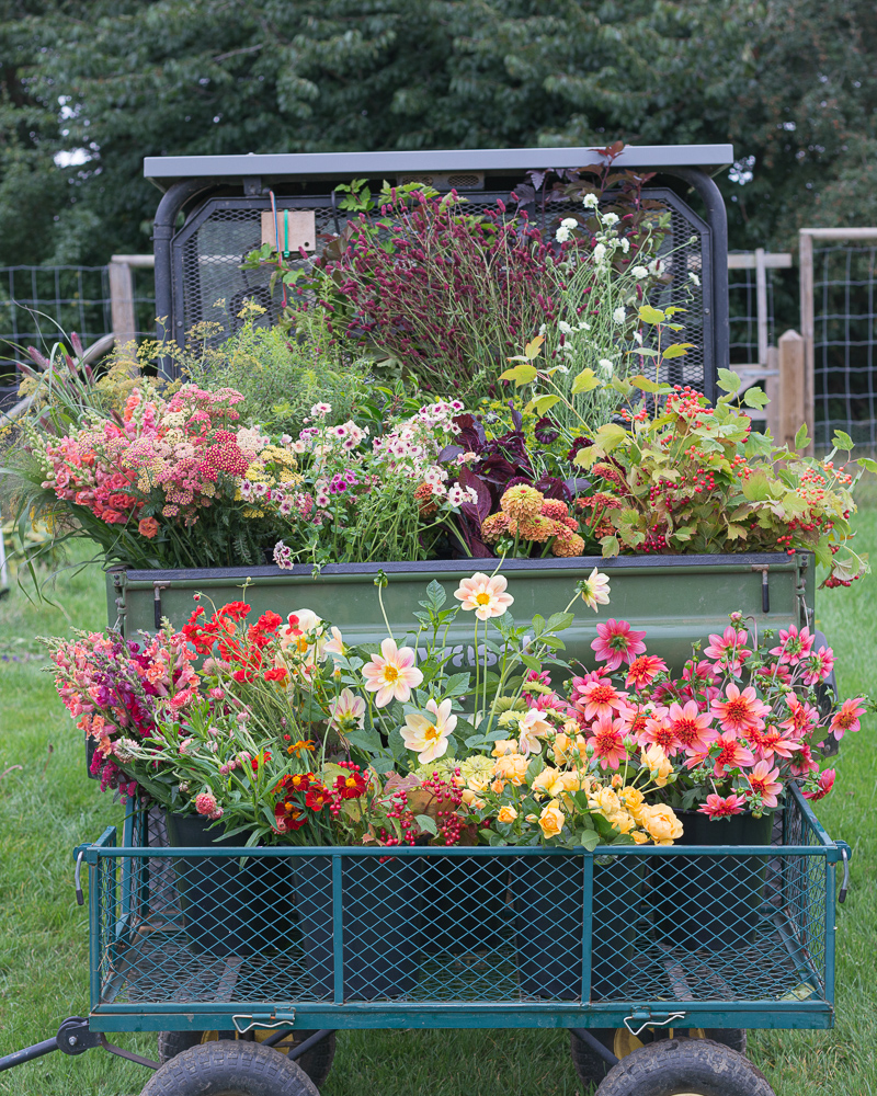 Farmer-Florist Workshop: Establishing A Cut Flower Patch