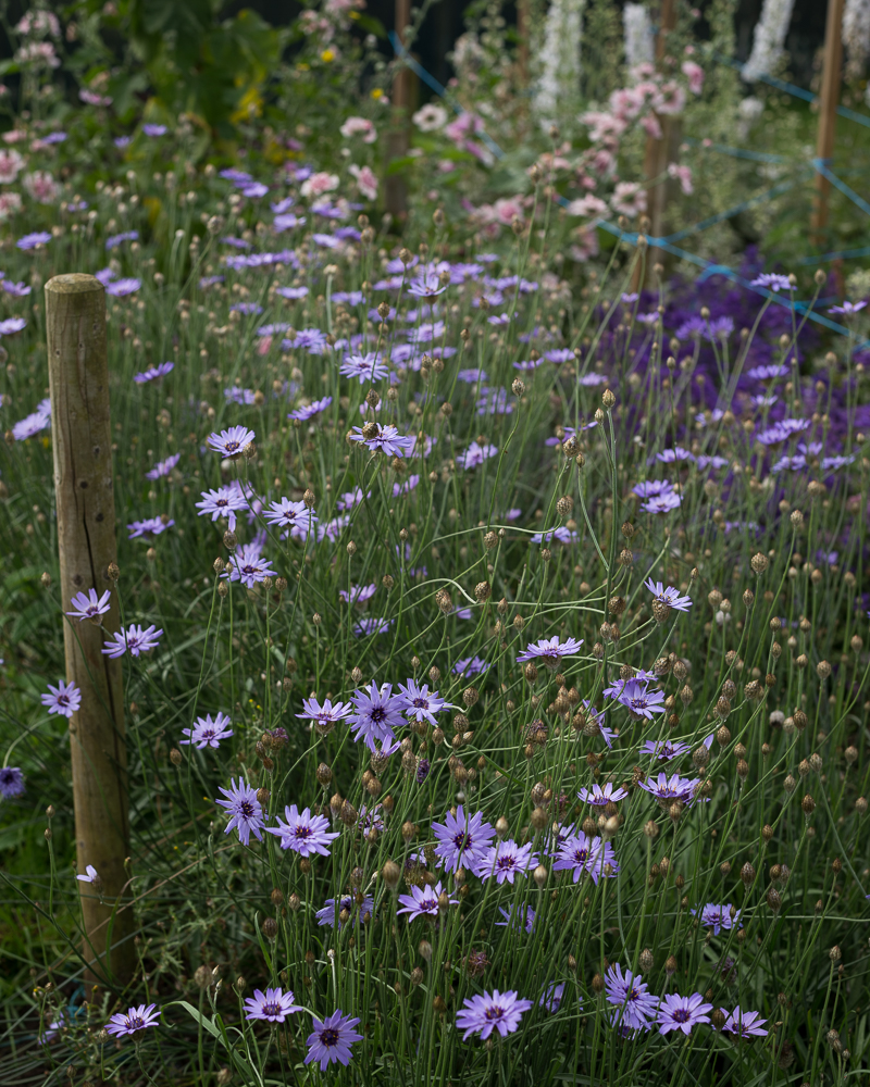 Farmer-Florist Workshop: Establishing A Cut Flower Patch - Image 4