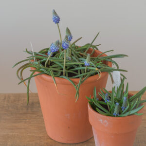 Potted Muscari