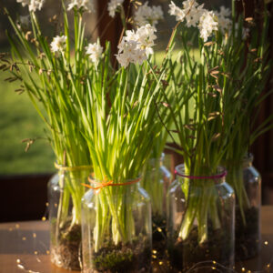 Vase of Narcissi Paperwhite