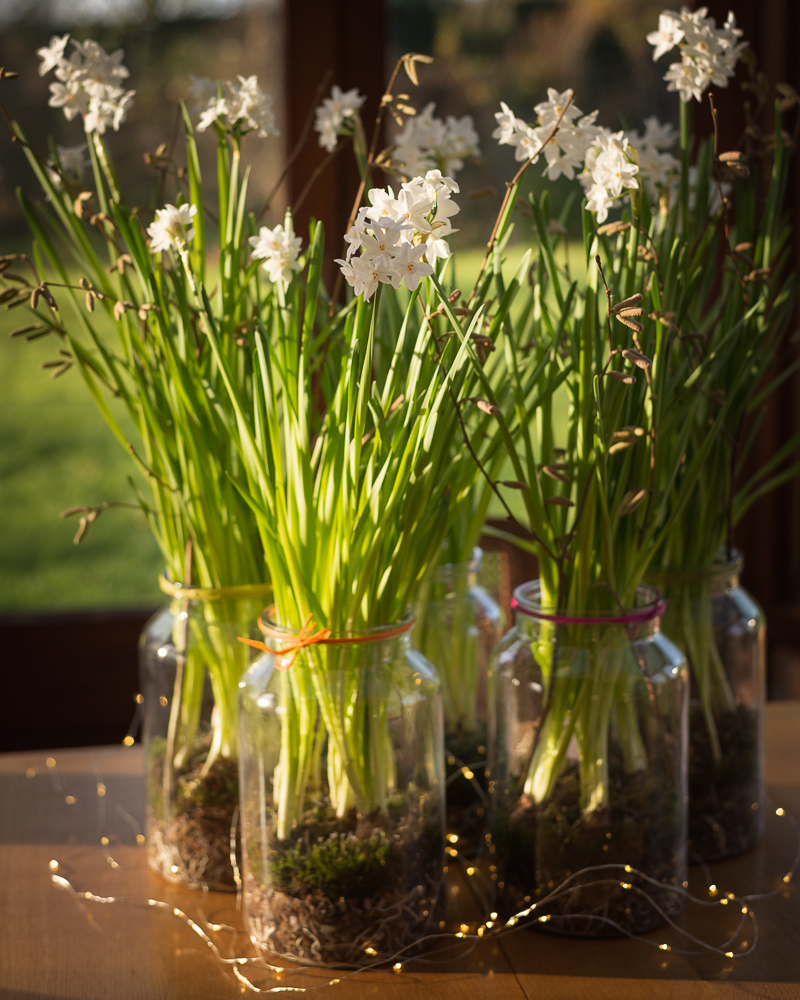 Vase of Narcissi Paperwhite