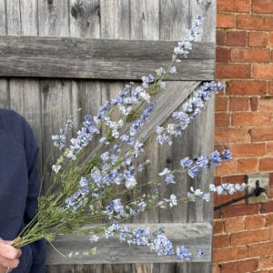 Larkspur Limelight Blue