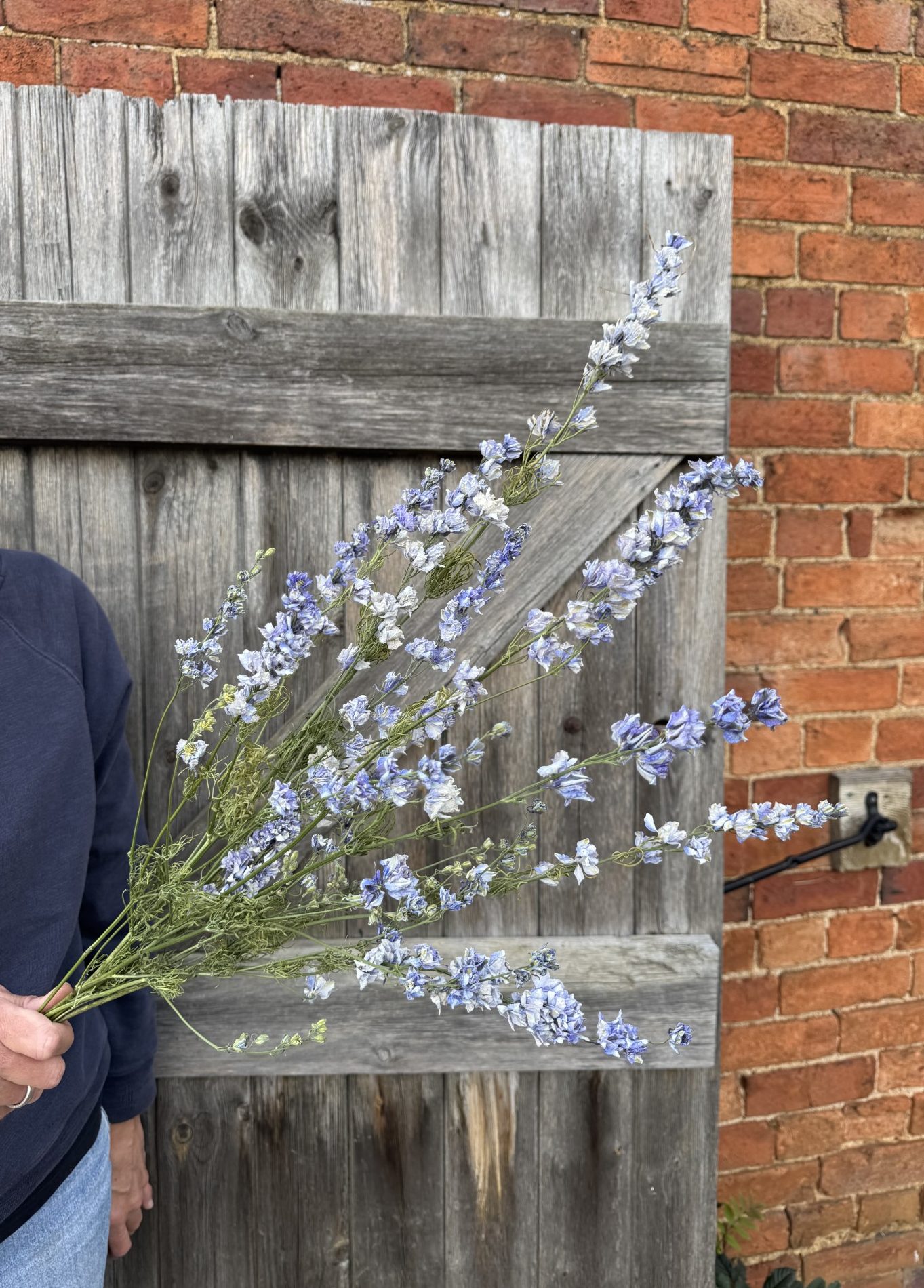 Larkspur Limelight Blue