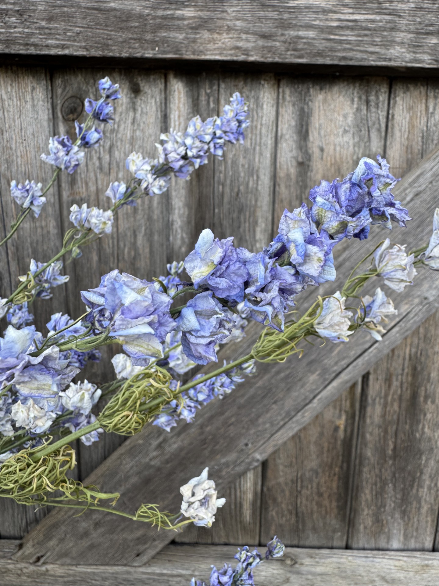 Larkspur Limelight Blue - Image 2