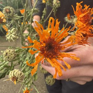 Calendula Cantaloupe
