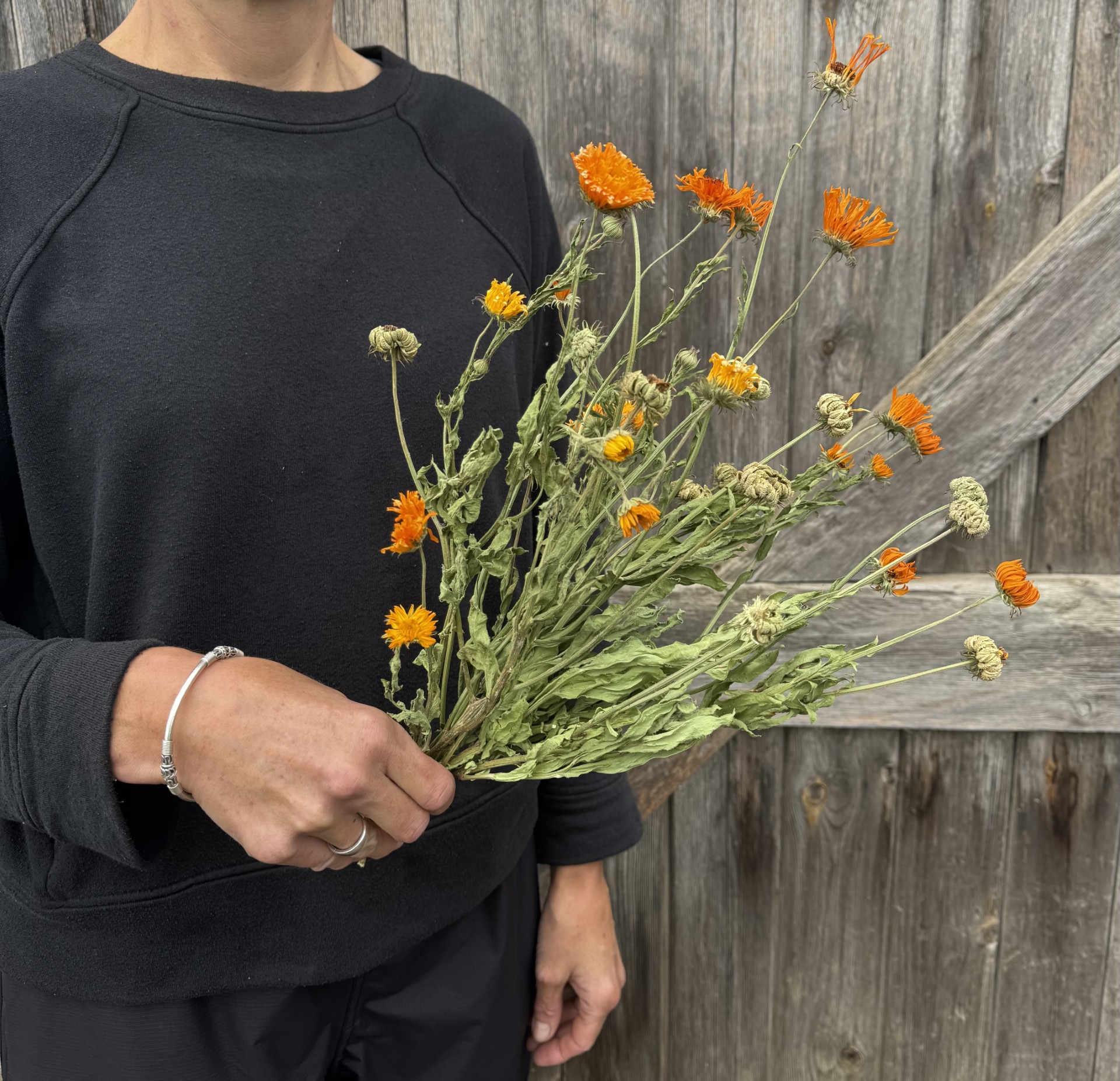 Calendula Cantaloupe - Image 2