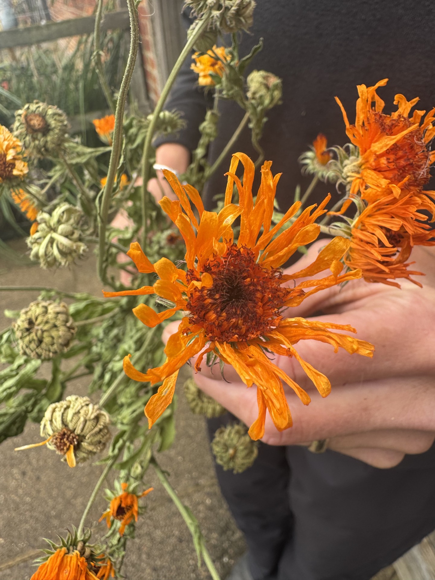Calendula Cantaloupe