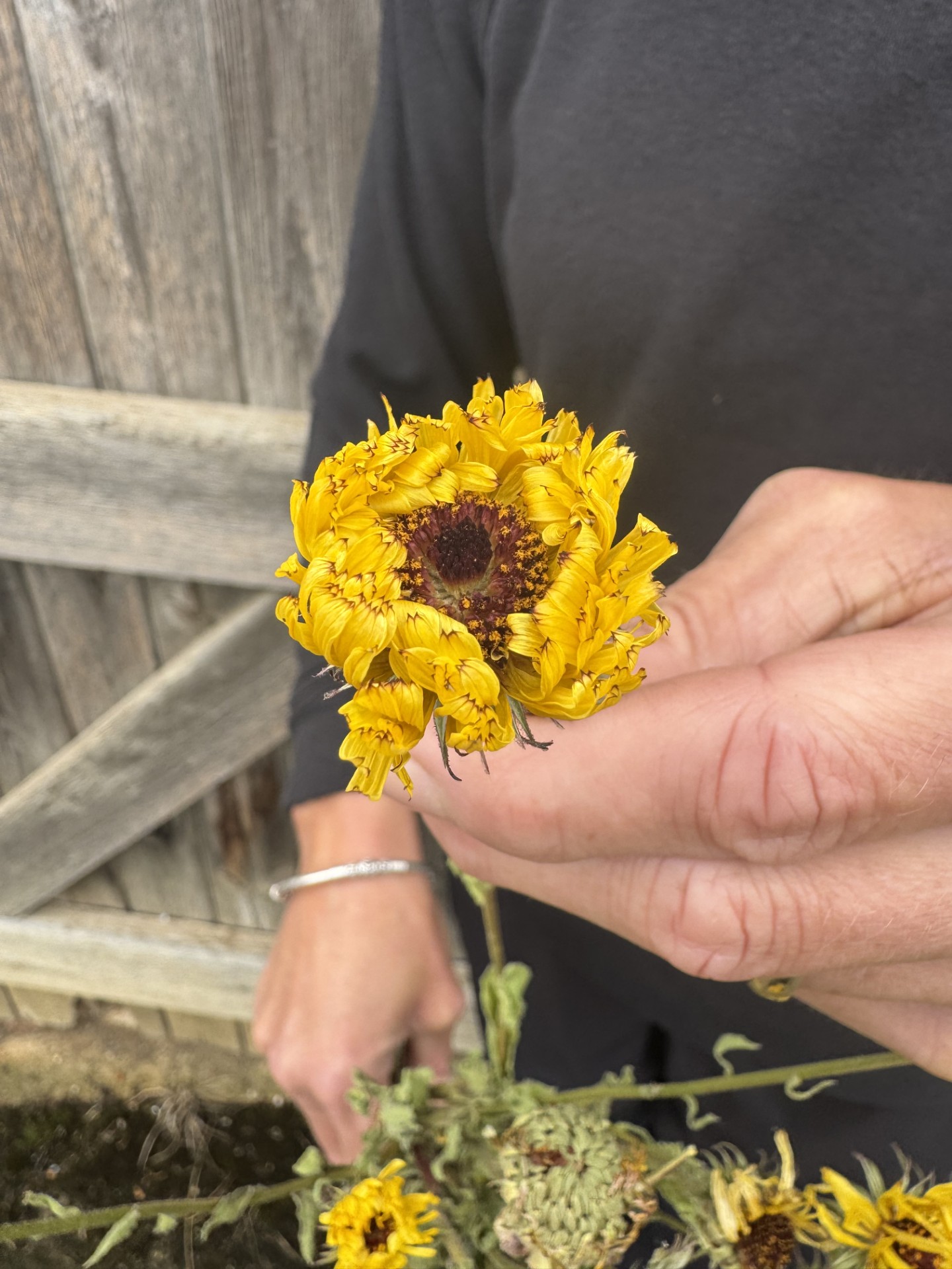 Calendula Snow Princess