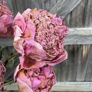 Peony - dusky pink