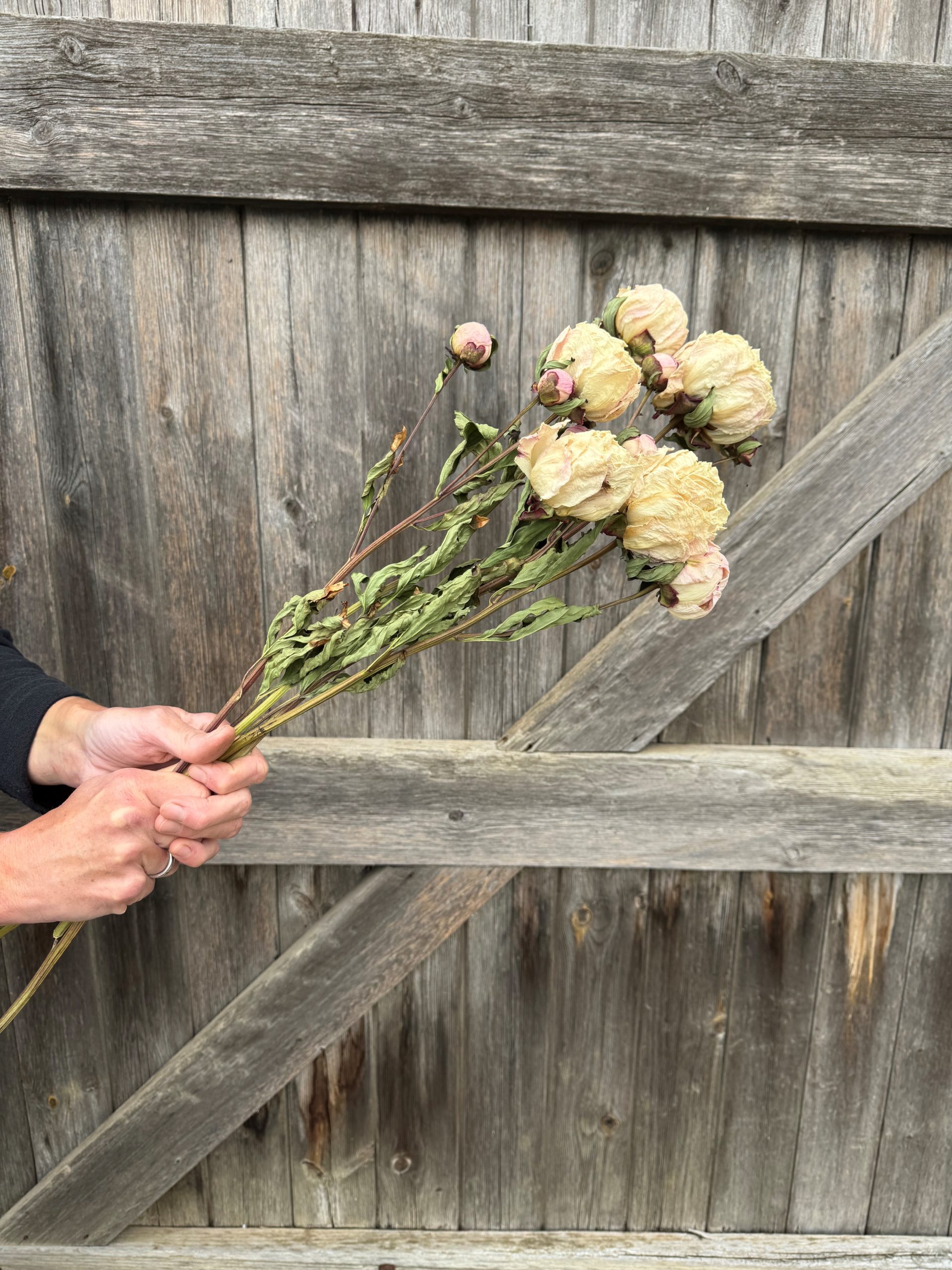 Peony - creams - Image 2