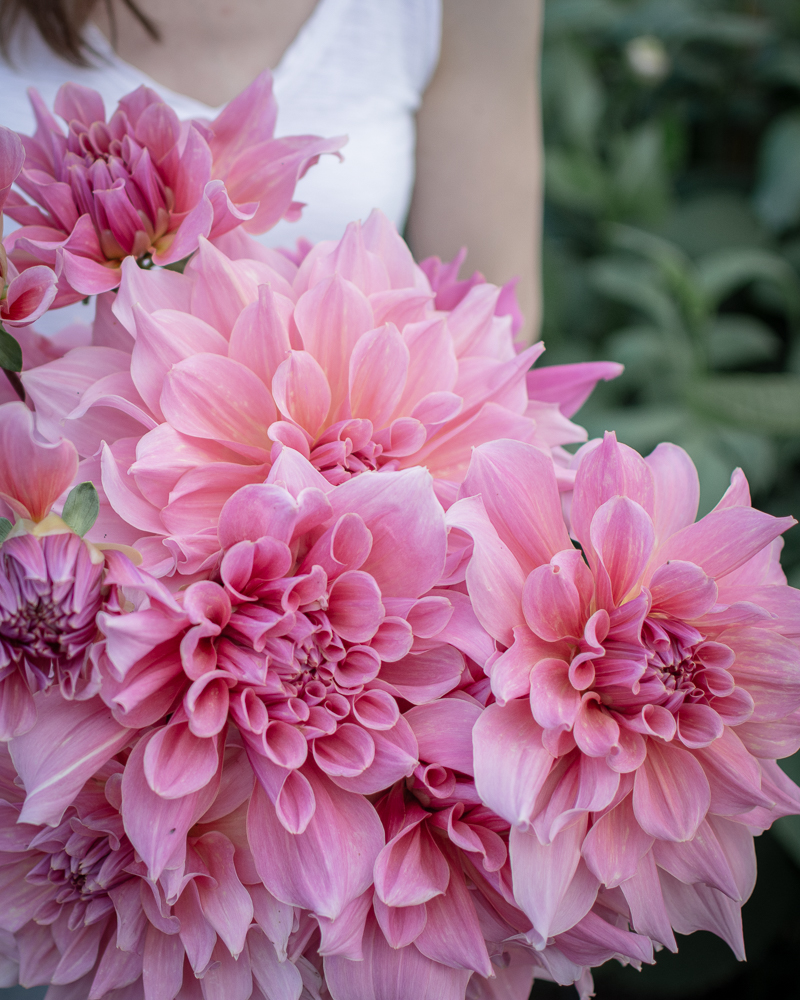 Grower's Workshop: Propagation of Dahlias - Image 3