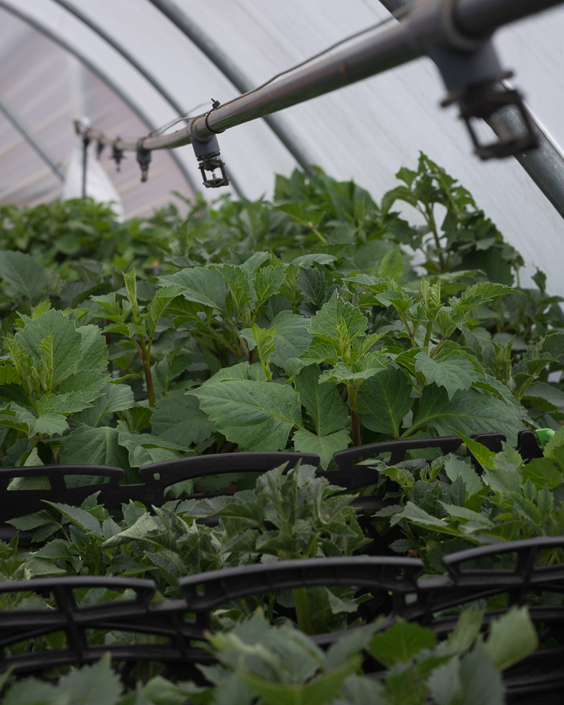 Grower's Workshop: Propagation of Dahlias - Image 2