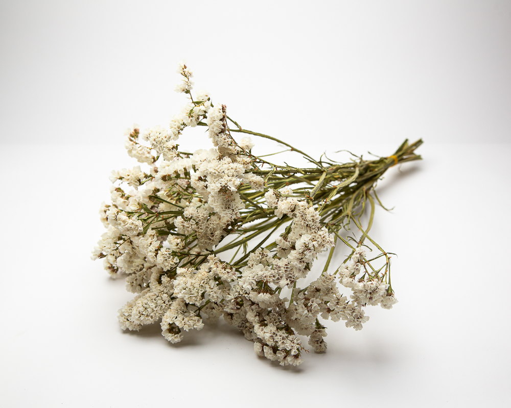 Limonium white - Image 2