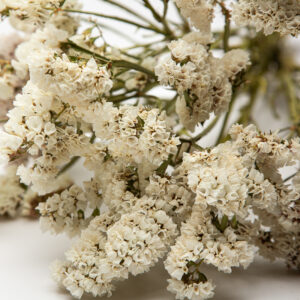 Limonium white