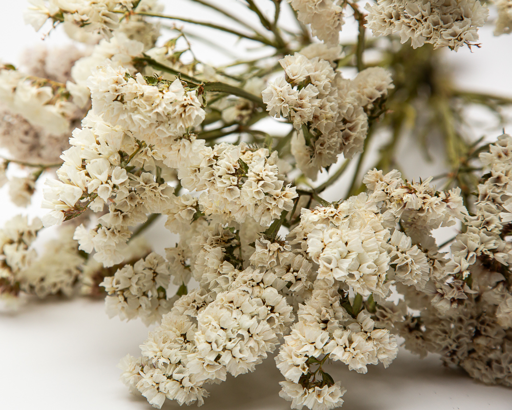 Limonium white
