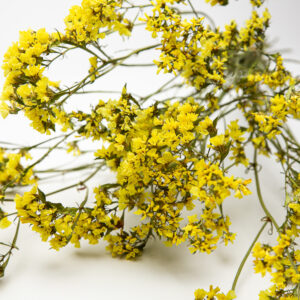 Limonium yellow