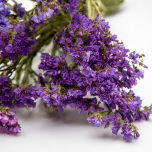 Limonium purple