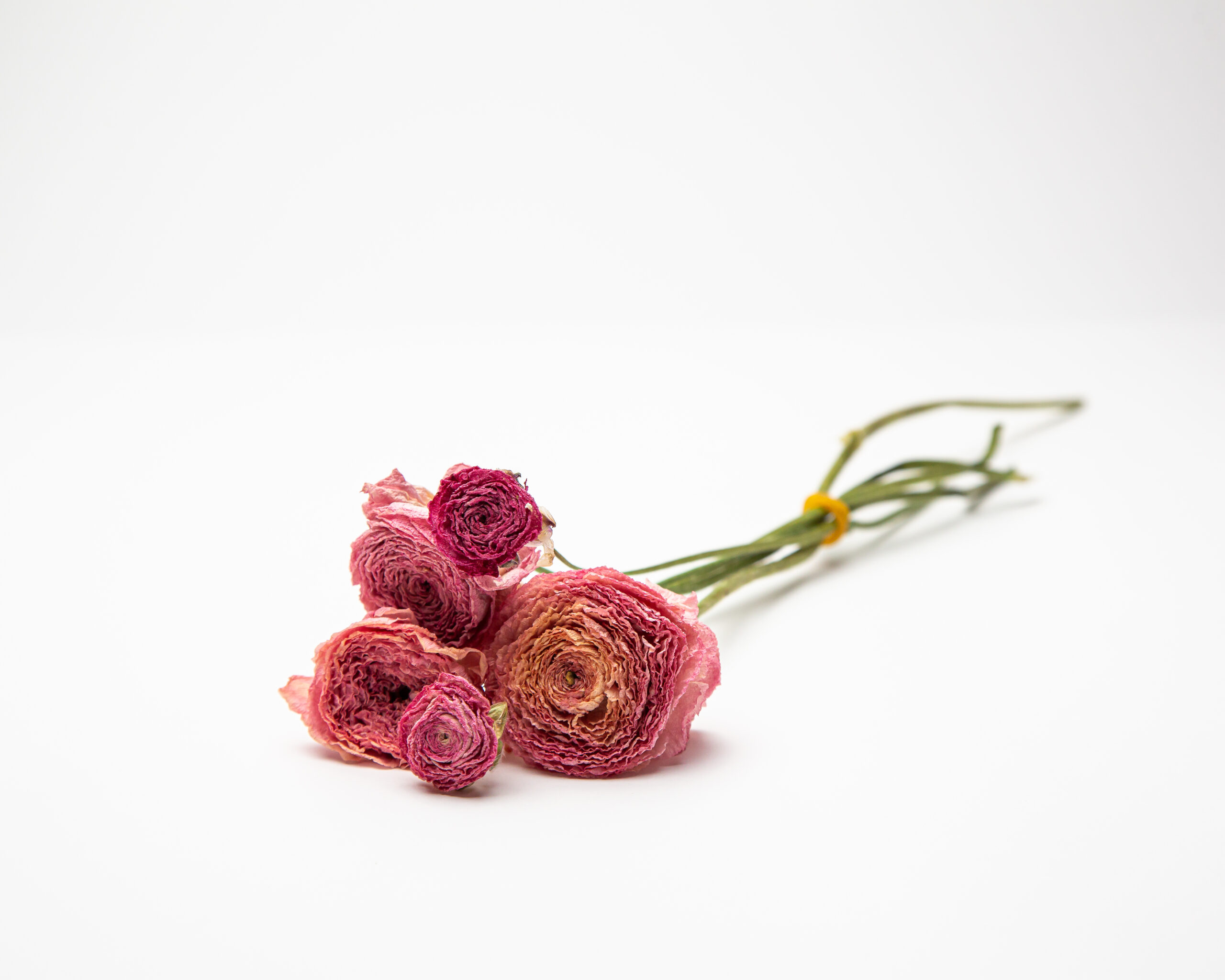 Ranunculus 'Rosa Chiaro' - Image 2