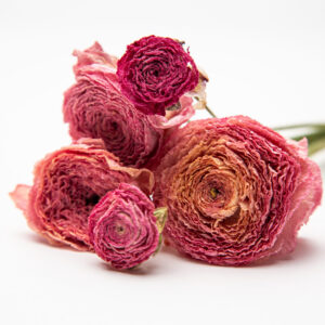 Ranunculus 'Rosa Chiaro'