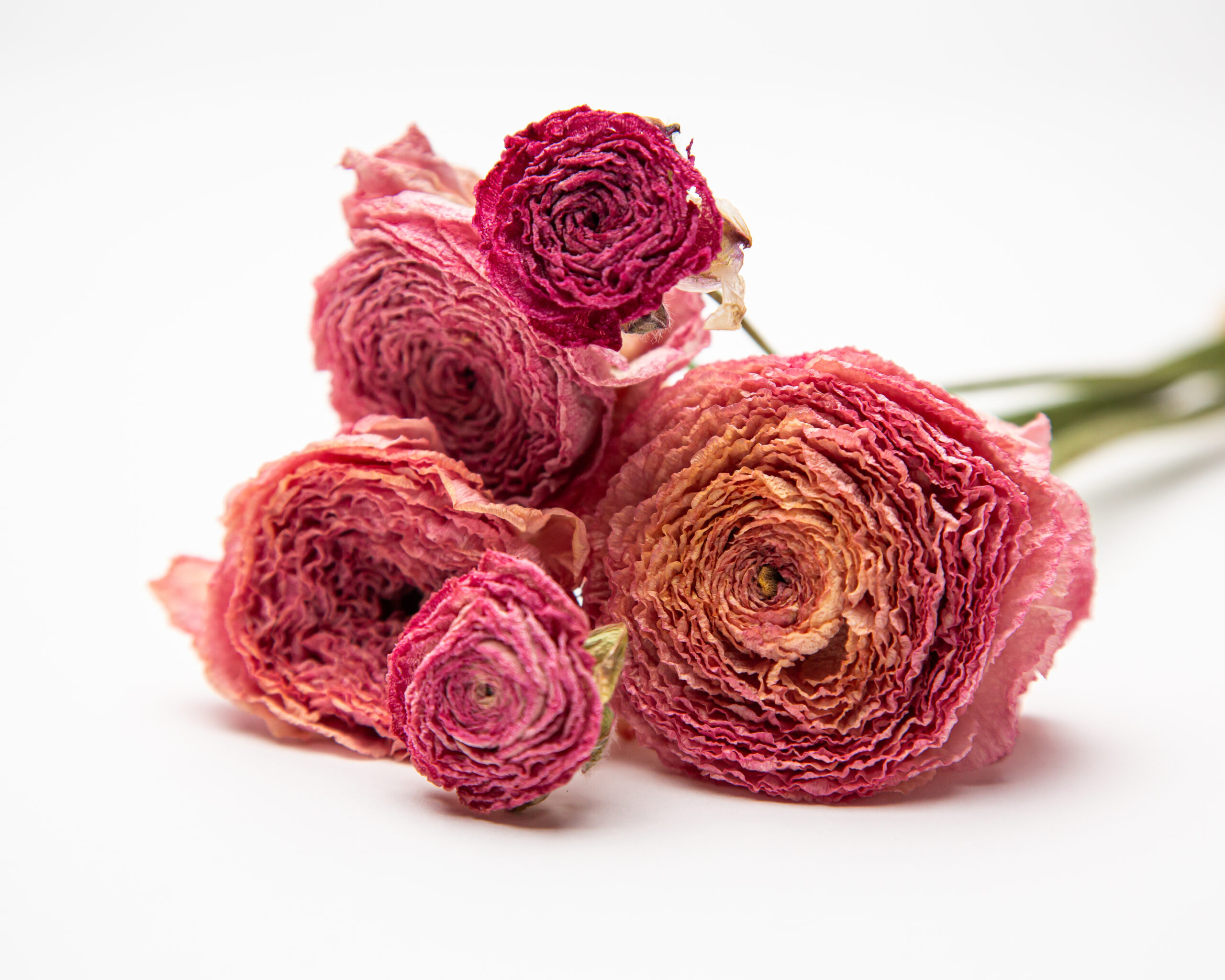 Ranunculus 'Rosa Chiaro'