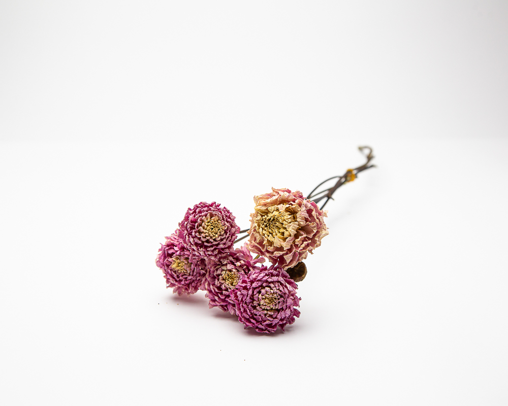 Dahlia Sweet Nathalie - Image 2