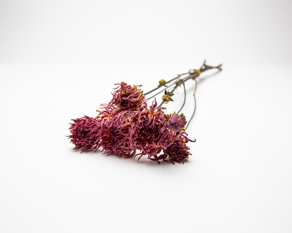 Dahlia - unknown cactus - Image 2