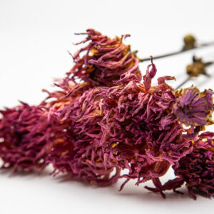 Dahlia - unknown cactus