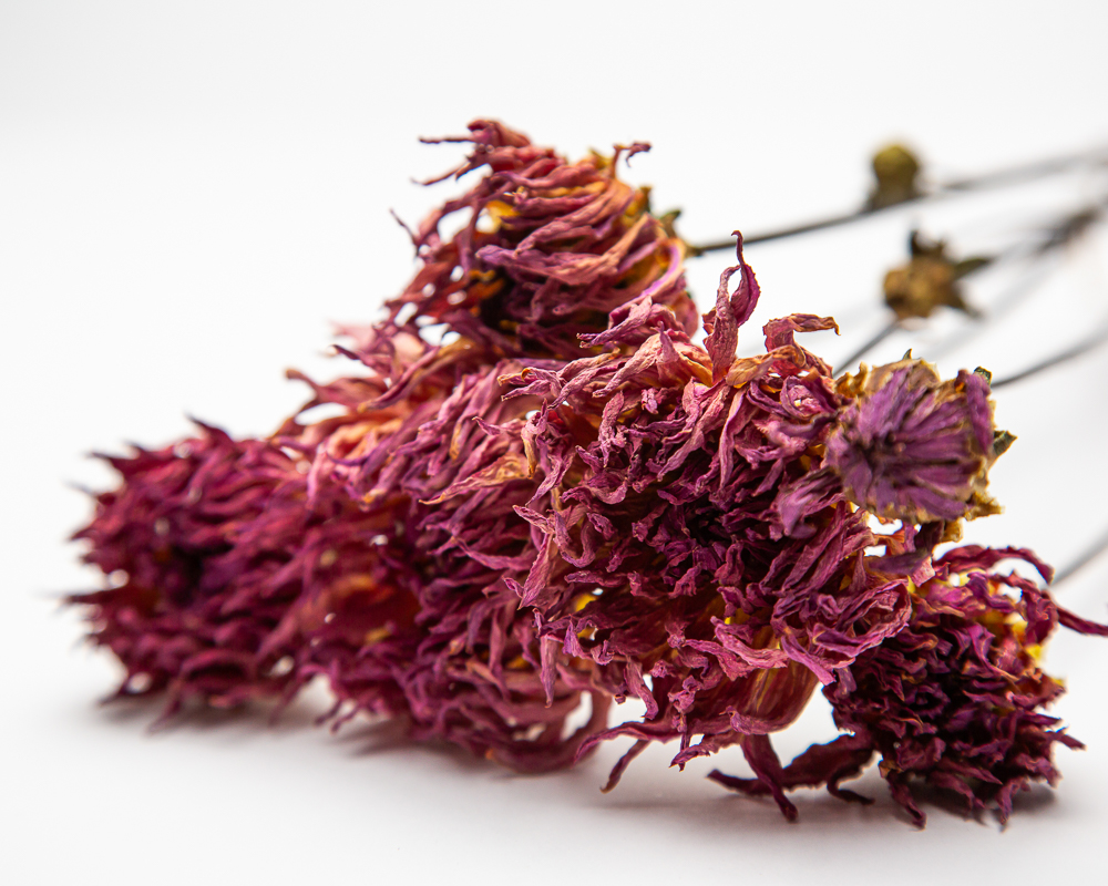 Dahlia - unknown cactus