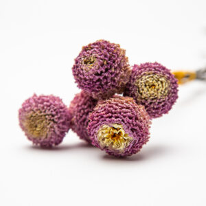 Dahlia Gurtla Twilight