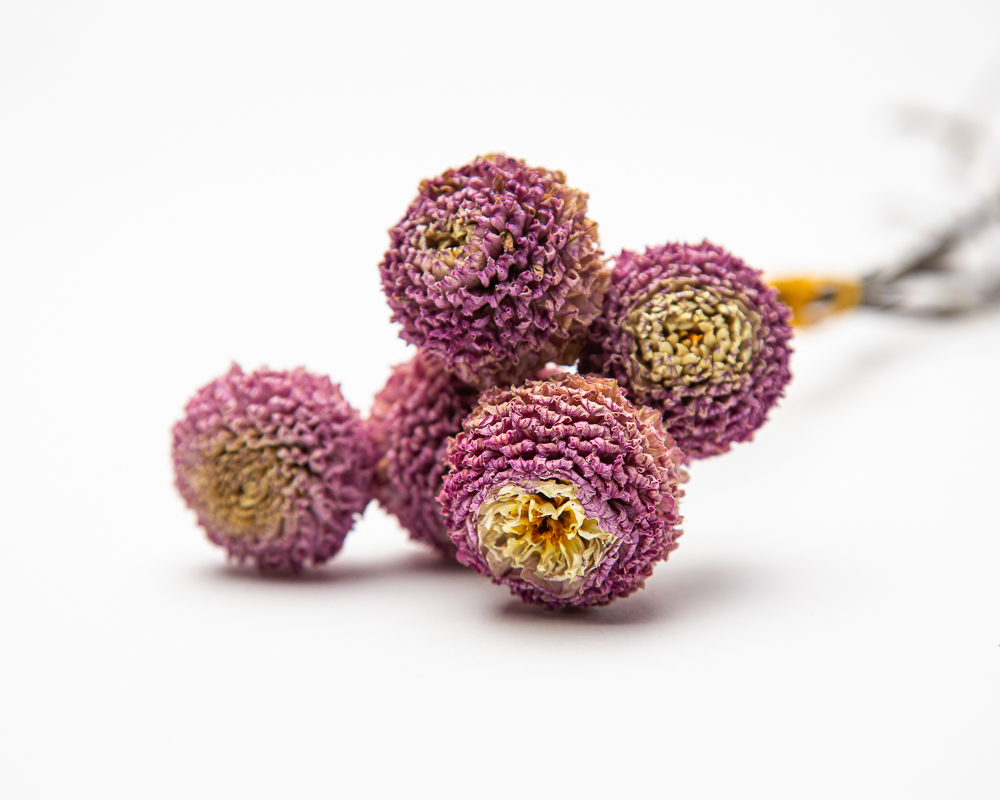 Dahlia Gurtla Twilight