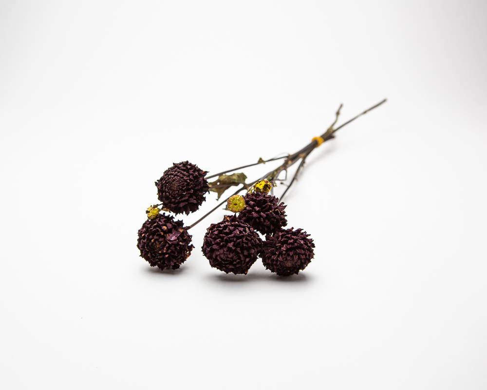 Dahlia Blyton Red Ace