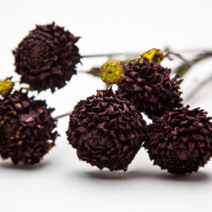 Dahlia Blyton Red Ace