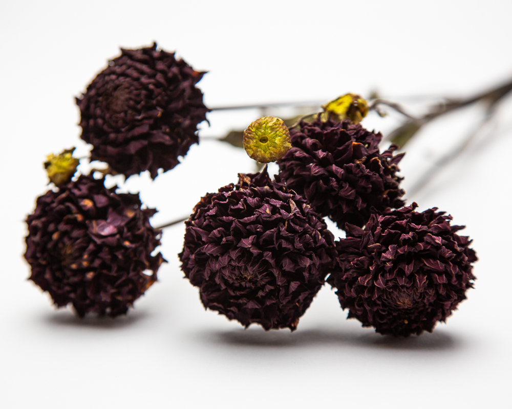 Dahlia Blyton Red Ace - Image 2