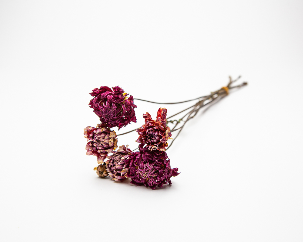 Dahlia Summit Festival - Image 2