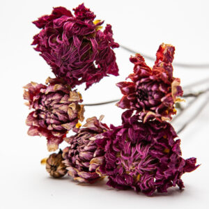 Dahlia Summit Festival