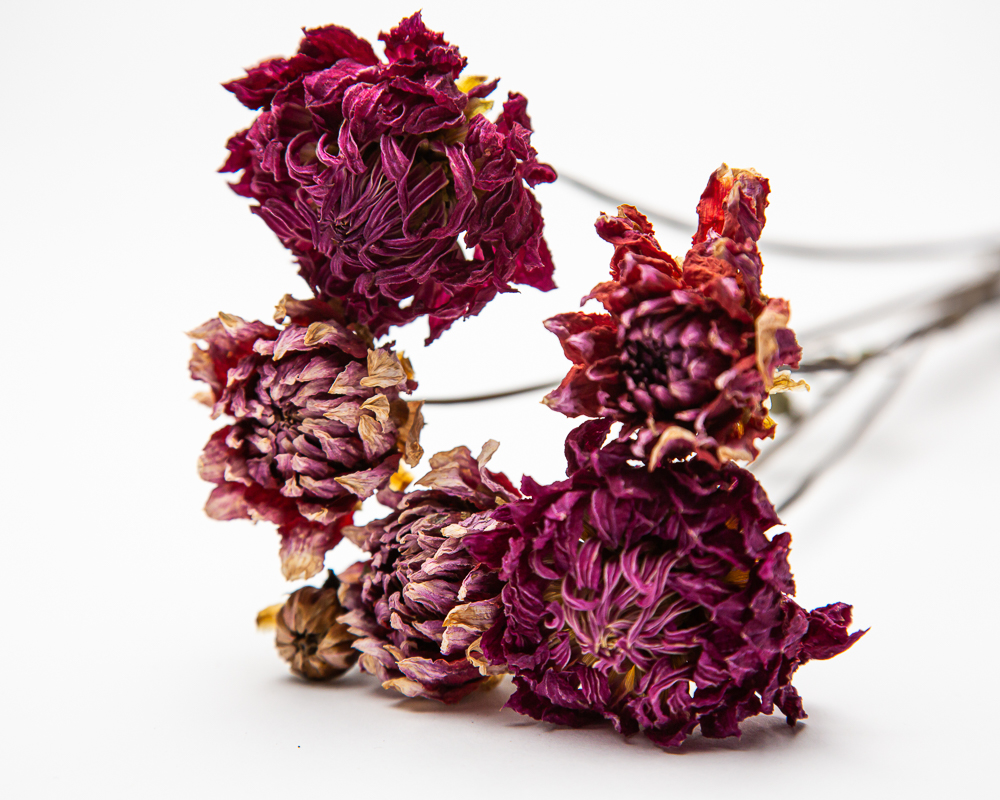 Dahlia Summit Festival