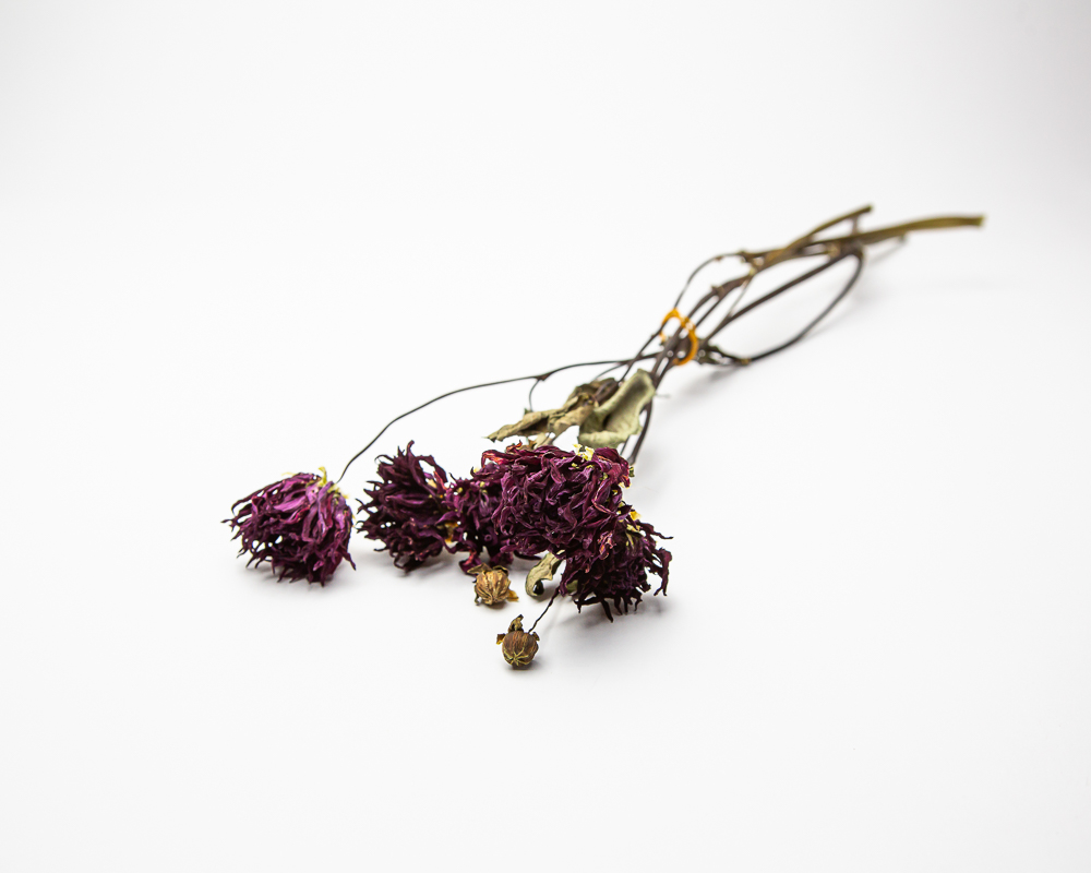 Dahlia Hillcrest Royal - Image 2