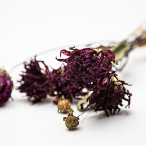 Dahlia Hillcrest Royal